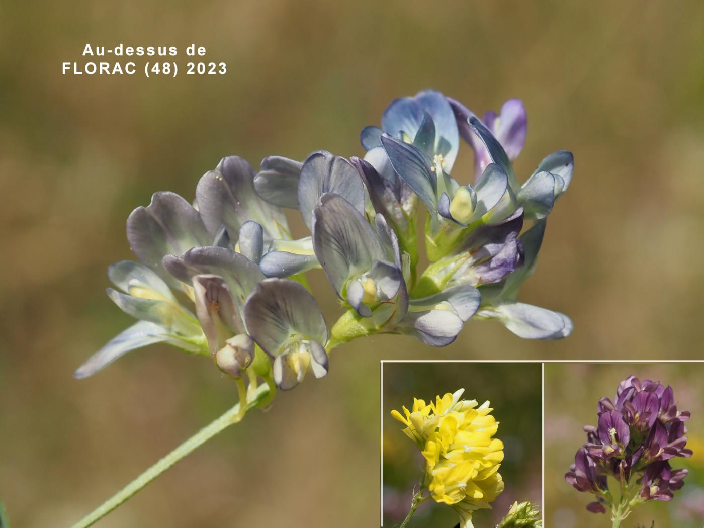 Medick, Hybrid flower